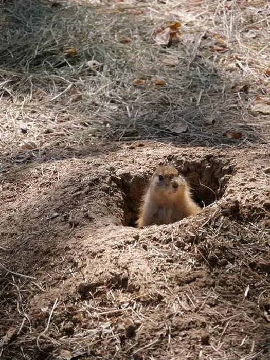 Framed Print : Curious North American Prairie Dog Popping Up from its Hole Framed Print : Curious North American Prairie Dog Popping Up from its Hole