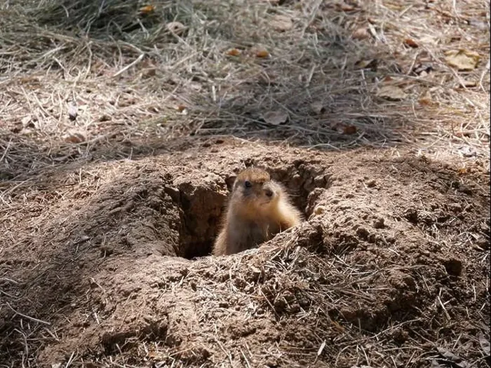 Framed Print : Curious North American Prairie Dog Popping Up from its Hole Framed Print : Curious North American Prairie Dog Popping Up from its Hole