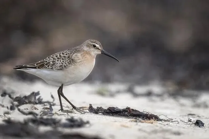 Framed Print : The Curlew Sandpiper is similar to a Dunlin Framed Print : The Curlew Sandpiper is similar to a Dunlin