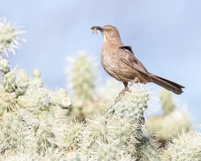 Framed Print : A Curve-billed Thrasher has food for its nestlings; Tucson, AZ Framed Print : A Curve-billed Thrasher has food for its nestlings; Tucson, AZ