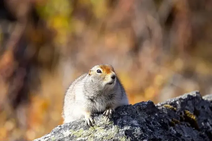 Framed Print : Cute Arctic ground Squirrel in Denali National Park Alaska in Autumn