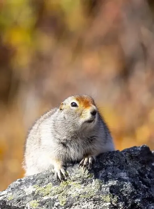 Framed Print : Cute Arctic ground Squirrel in Denali National Park Alaska in Autumn Framed Print : Cute Arctic ground Squirrel in Denali National Park Alaska in Autumn