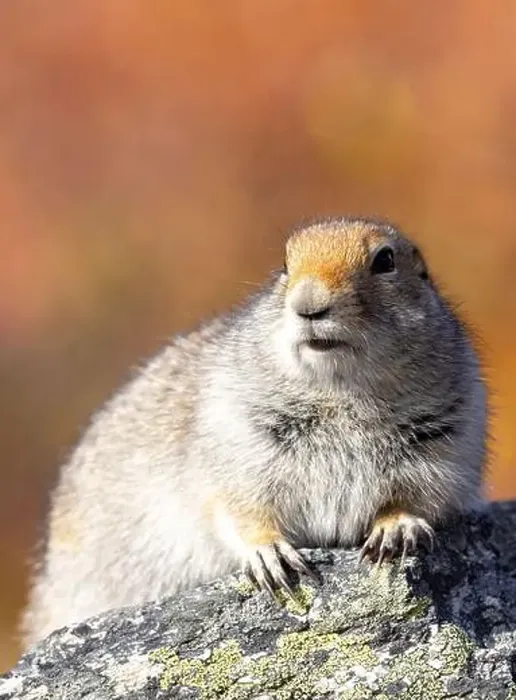 Framed Print : Cute Arctic ground Squirrel in Denali National Park Alaska in Autumn