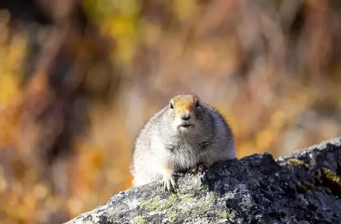 Framed Print : Cute Arctic ground Squirrel in Denali National Park Alaska in Autumn Framed Print : Cute Arctic ground Squirrel in Denali National Park Alaska in Autumn
