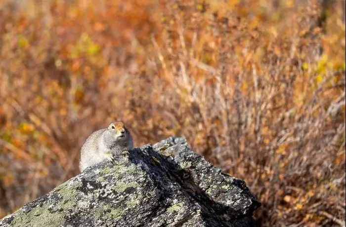 Framed Print : Cute Arctic ground Squirrel in Denali National Park Alaska in Autumn Framed Print : Cute Arctic ground Squirrel in Denali National Park Alaska in Autumn