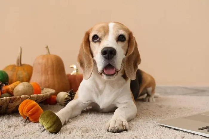 Framed Print : Cute Beagle dog with pumpkins near beige wall. Thanksgiving Day celebration Framed Print : Cute Beagle dog with pumpkins near beige wall. Thanksgiving Day celebration