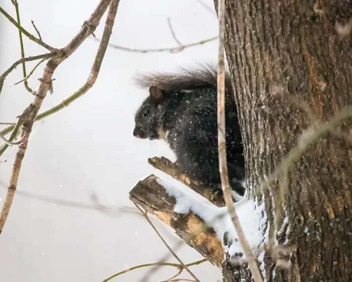 Framed Print : Cute black squirrel sitting on the broken branch of a tree on a snowy spring day in a backyard in Taylors Falls Framed Print : Cute black squirrel sitting on the broken branch of a tree on a snowy spring day in a backyard in Taylors Falls