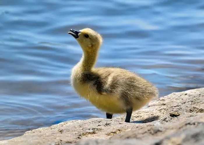 Framed Print : Cute Canada goose gosling (Branta canadensis) Framed Print : Cute Canada goose gosling (Branta canadensis)