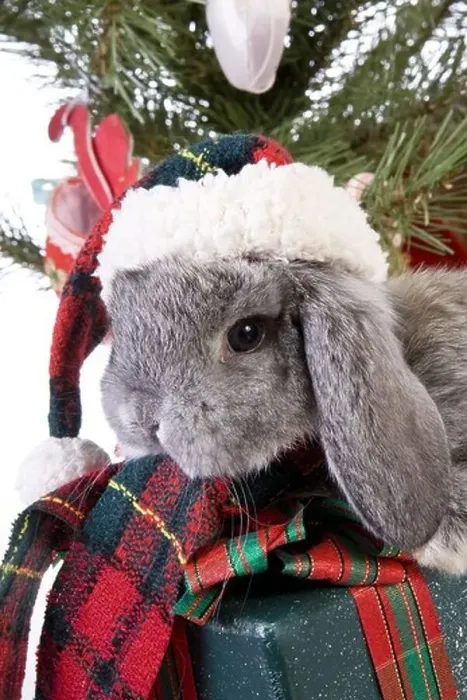 Framed Print : Cute Christmas grey mini lop baby bunny rabbit wearing hat under Christmas tree with gifts isolated on white background
