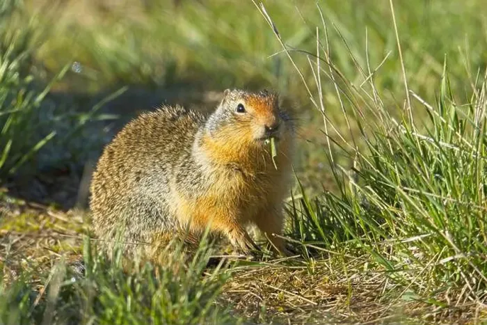 Framed Print : A cute Columbian Ground Squirrel is outside of its burrow eating a blade of grass at the Turnbull Wildlife Refuge near Framed Print : A cute Columbian Ground Squirrel is outside of its burrow eating a blade of grass at the Turnbull Wildlife Refuge near