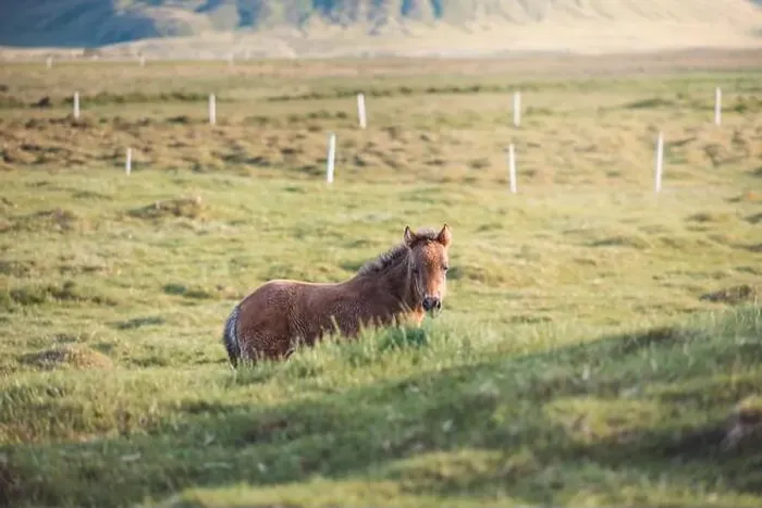 Framed Print : Cute and curious Icelandic foal grazes in a pasture near Grundarfjordur on the Snaefellsnes Peninsula during sunset Framed Print : Cute and curious Icelandic foal grazes in a pasture near Grundarfjordur on the Snaefellsnes Peninsula during sunset