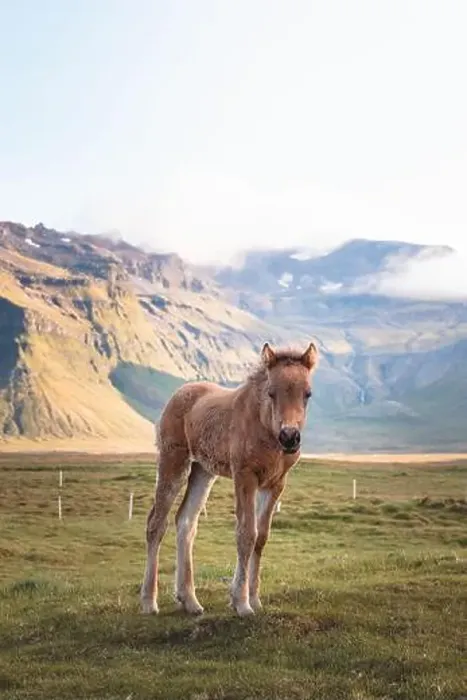 Framed Print : Cute and curious Icelandic foal grazes in a pasture near Grundarfjordur on the Snaefellsnes Peninsula during sunset Framed Print : Cute and curious Icelandic foal grazes in a pasture near Grundarfjordur on the Snaefellsnes Peninsula during sunset