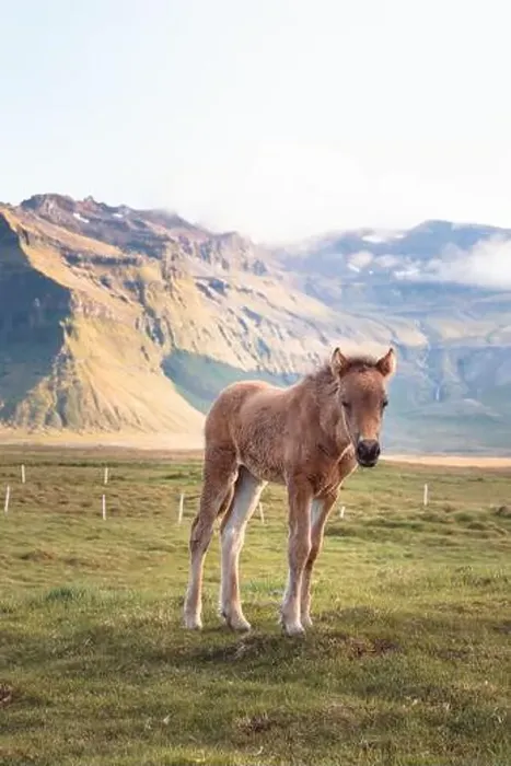 Framed Print : Cute and curious Icelandic foal grazes in a pasture near Grundarfjordur on the Snaefellsnes Peninsula during sunset Framed Print : Cute and curious Icelandic foal grazes in a pasture near Grundarfjordur on the Snaefellsnes Peninsula during sunset
