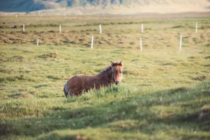 Framed Print : Cute and curious Icelandic foal grazes in a pasture near Grundarfjordur on the Snaefellsnes Peninsula during sunset Framed Print : Cute and curious Icelandic foal grazes in a pasture near Grundarfjordur on the Snaefellsnes Peninsula during sunset