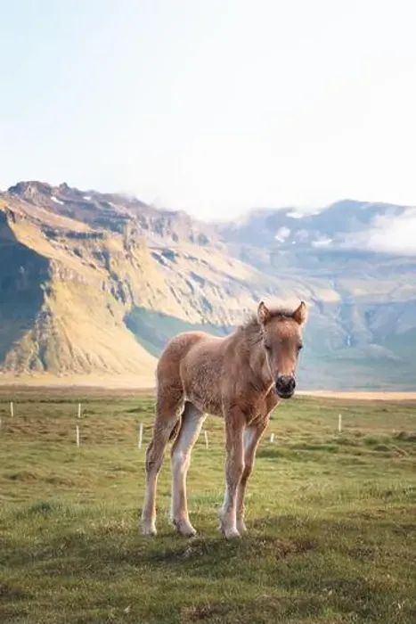 Framed Print : Cute and curious Icelandic foal grazes in a pasture near Grundarfjordur on the Snaefellsnes Peninsula during sunset