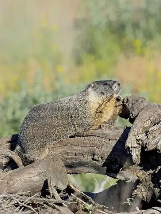 Framed Print : A cute furry yellow-bellied marmot rests on a fallen tree soaking in the sun near Liberty Lake, Washington Framed Print : A cute furry yellow-bellied marmot rests on a fallen tree soaking in the sun near Liberty Lake, Washington