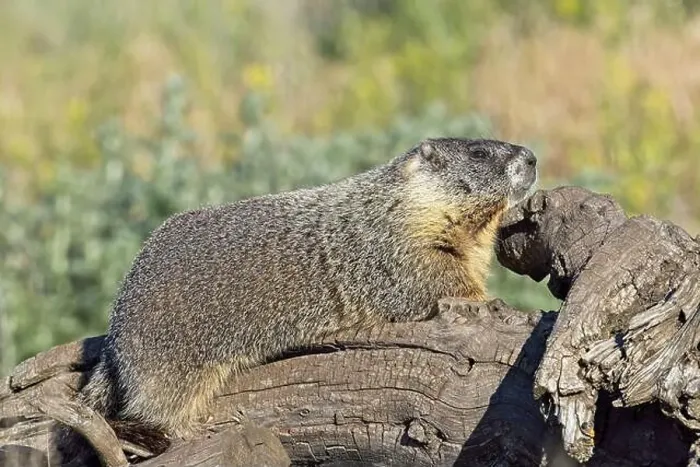 Framed Print : A cute furry yellow-bellied marmot rests on a fallen tree soaking in the sun near Liberty Lake, Washington Framed Print : A cute furry yellow-bellied marmot rests on a fallen tree soaking in the sun near Liberty Lake, Washington