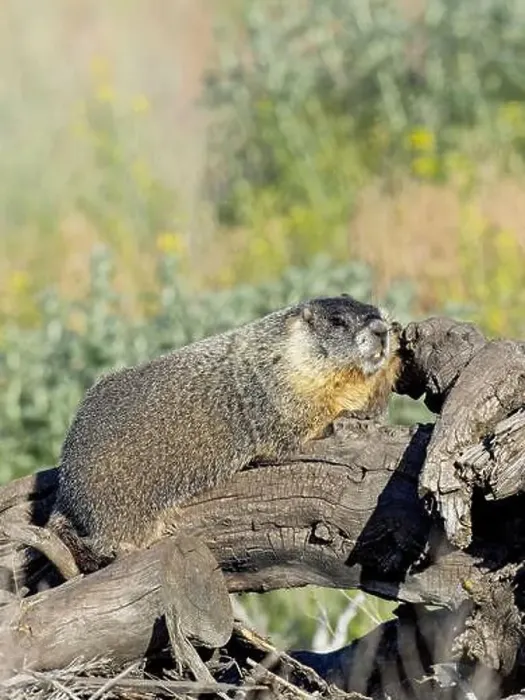 Framed Print : A cute furry yellow-bellied marmot rests on a fallen tree soaking in the sun near Liberty Lake, Washington Framed Print : A cute furry yellow-bellied marmot rests on a fallen tree soaking in the sun near Liberty Lake, Washington