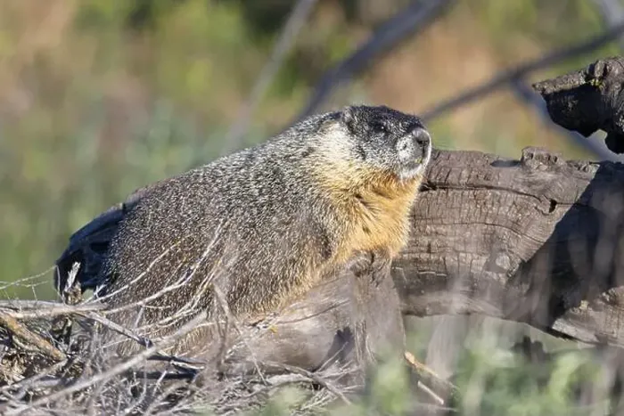 Framed Print : A cute furry yellow-bellied marmot rests on a fallen tree soaking in the sun near Liberty Lake, Washington Framed Print : A cute furry yellow-bellied marmot rests on a fallen tree soaking in the sun near Liberty Lake, Washington