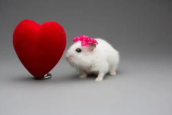 Framed Print : Cute hamster girl with pink bow on Valentines day on gray background Framed Print : Cute hamster girl with pink bow on Valentines day on gray background