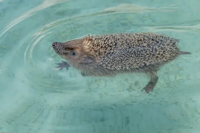Framed Print : A cute hedgehog cools down from the summer heat by bathing in fresh water Framed Print : A cute hedgehog cools down from the summer heat by bathing in fresh water