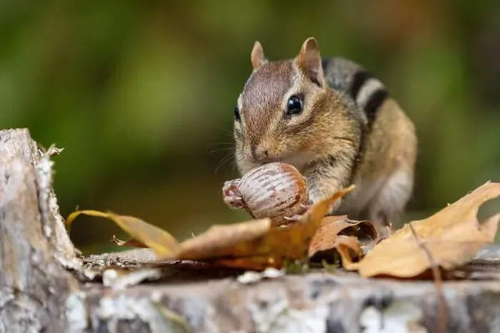 Framed Print : Cute litte Eastern Chipmunk (Tamias striatus) finds an acorn Framed Print : Cute litte Eastern Chipmunk (Tamias striatus) finds an acorn