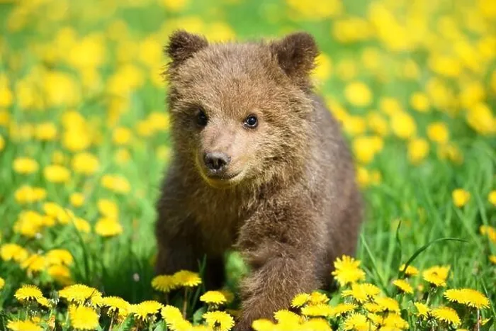 Framed Print : Cute little brown bear cub playing on a lawn among dandelions Framed Print : Cute little brown bear cub playing on a lawn among dandelions