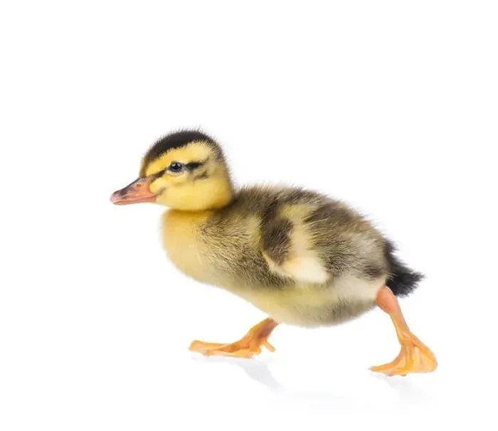 Framed Print : Cute little duckling Framed Print : Cute little duckling