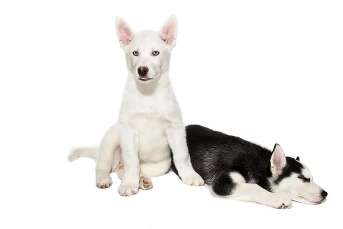 Framed Print : Two cute little husky puppies isolated on white background Framed Print : Two cute little husky puppies isolated on white background