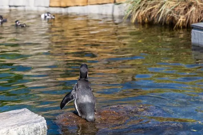 Framed Print : Cute penguin swimming in water. High quality photo Framed Print : Cute penguin swimming in water. High quality photo