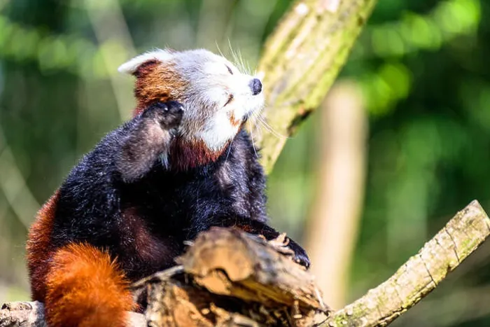 Framed Print : Cute small panda scratching itself and relaxing in the sun Framed Print : Cute small panda scratching itself and relaxing in the sun