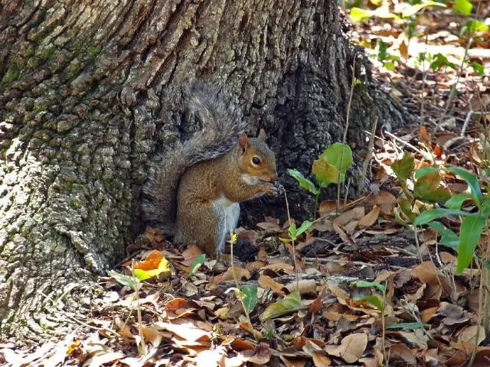 Framed Print : Cute squirrel under a tree near a Florida trail Framed Print : Cute squirrel under a tree near a Florida trail