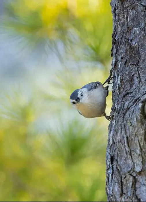 Framed Print : Cute White-breasted Nuthatch on the side of a tree with colorful bokeh green blue background Framed Print : Cute White-breasted Nuthatch on the side of a tree with colorful bokeh green blue background