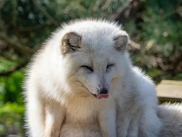 Framed Print : Cute white fox muzzle close-up, in the winter fur. Sleeping Arctic Fox enjoying the springtime sunlight Framed Print : Cute white fox muzzle close-up, in the winter fur. Sleeping Arctic Fox enjoying the springtime sunlight