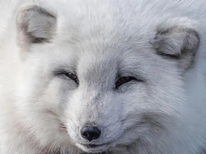 Framed Print : Cute white fox muzzle close-up, in the winter fur. Sleeping Arctic Fox enjoying the springtime sunlight Framed Print : Cute white fox muzzle close-up, in the winter fur. Sleeping Arctic Fox enjoying the springtime sunlight