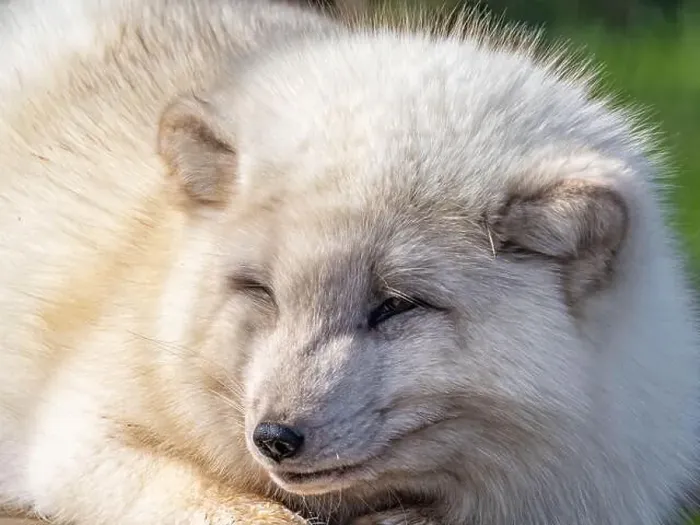 Framed Print : Cute white fox muzzle close-up, in the winter fur. Sleeping Arctic Fox enjoying the springtime sunlight Framed Print : Cute white fox muzzle close-up, in the winter fur. Sleeping Arctic Fox enjoying the springtime sunlight