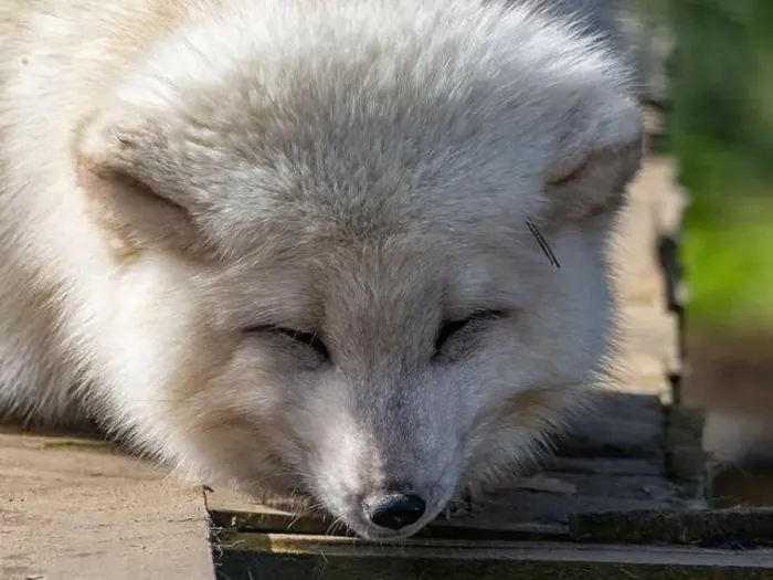 Framed Print : Cute white fox muzzle close-up, in the winter fur. Sleeping Arctic Fox enjoying the springtime sunlight Framed Print : Cute white fox muzzle close-up, in the winter fur. Sleeping Arctic Fox enjoying the springtime sunlight