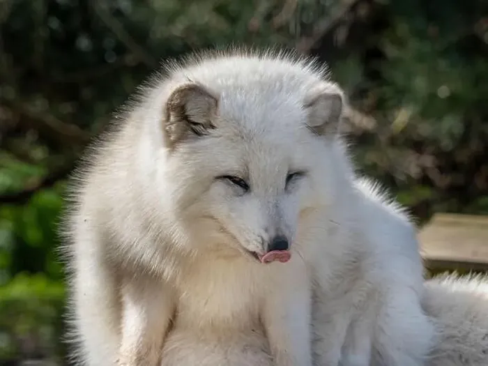 Framed Print : Cute white fox muzzle close-up, in the winter fur. Sleeping Arctic Fox enjoying the springtime sunlight Framed Print : Cute white fox muzzle close-up, in the winter fur. Sleeping Arctic Fox enjoying the springtime sunlight