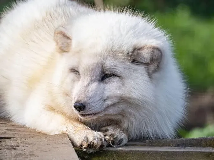 Framed Print : Cute white fox muzzle close-up, in the winter fur. Sleeping Arctic Fox enjoying the springtime sunlight Framed Print : Cute white fox muzzle close-up, in the winter fur. Sleeping Arctic Fox enjoying the springtime sunlight