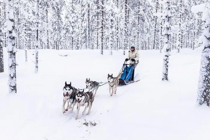 Framed Print : Cute young girl enjoying riding a dog sled in the snowy forest Framed Print : Cute young girl enjoying riding a dog sled in the snowy forest