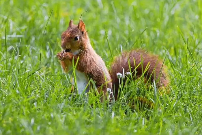 Framed Print : cute young squirrel playing on green meadow at park, wildlife Framed Print : cute young squirrel playing on green meadow at park, wildlife