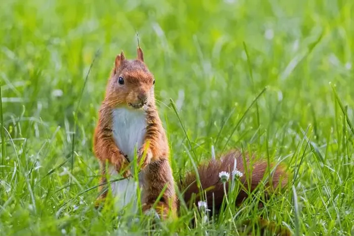 Framed Print : cute young squirrel playing on green meadow at park, wildlife Framed Print : cute young squirrel playing on green meadow at park, wildlife