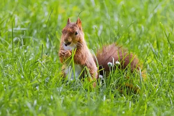 Framed Print : cute young squirrel playing on green meadow at park, wildlife Framed Print : cute young squirrel playing on green meadow at park, wildlife