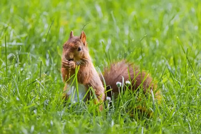 Framed Print : cute young squirrel playing on green meadow at park, wildlife Framed Print : cute young squirrel playing on green meadow at park, wildlife