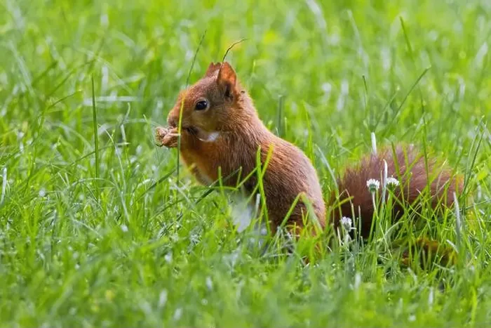 Framed Print : cute young squirrel playing on green meadow at park, wildlife Framed Print : cute young squirrel playing on green meadow at park, wildlife