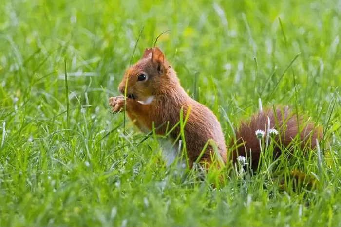 Framed Print : cute young squirrel playing on green meadow at park, wildlife Framed Print : cute young squirrel playing on green meadow at park, wildlife