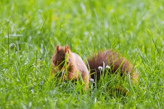 Framed Print : cute young squirrel playing on green meadow at park, wildlife Framed Print : cute young squirrel playing on green meadow at park, wildlife