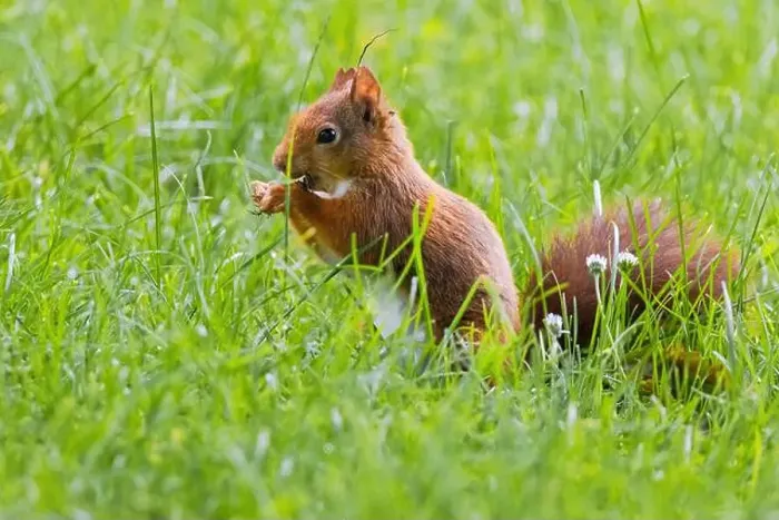 Framed Print : cute young squirrel playing on green meadow at park, wildlife Framed Print : cute young squirrel playing on green meadow at park, wildlife