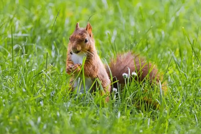 Framed Print : cute young squirrel playing on green meadow at park, wildlife Framed Print : cute young squirrel playing on green meadow at park, wildlife