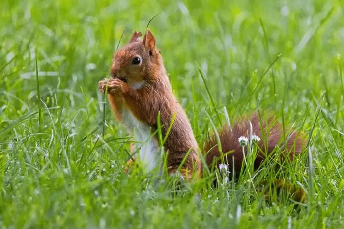 Framed Print : cute young squirrel playing on green meadow at park, wildlife Framed Print : cute young squirrel playing on green meadow at park, wildlife